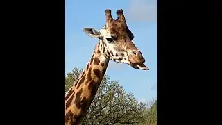 Knuthenborg Safaripark 2022   SD 480p