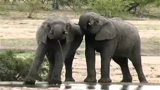 World wildlife - Wildlife alliance