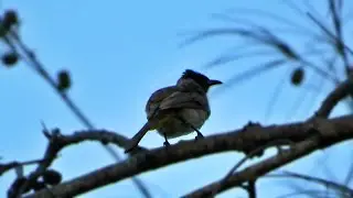 Dark-capped Bulbul vocalizing (Pycnonotus tricolor)