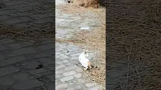 দুই বিড়ালের খেলা #cat #cats #catshorts #shorts #foryou #viral #video #viralshorts #animals #natural