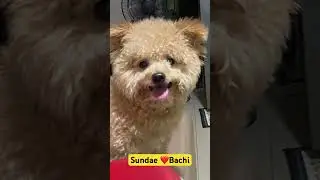 My sunshine 😎🌻#puppy #pets #cute #poodle #furmom