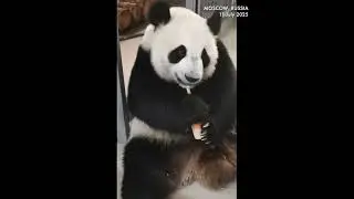 To eat or not to eat? Panda Ding Ding declines ice cream in Moscow&rsquo;s 30-degree heat