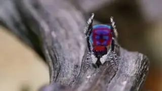 Dancing Colorful Spiders