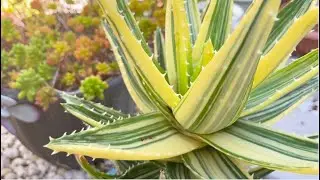 Cactus and Succulent Summer Collection | Xương Rồng và Sen Đá Mùa Hè #succulent #cactus #xuongrong
