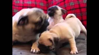 You Got A Friend In Me - Doug The Pug