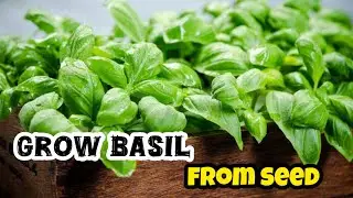 Grow Basil From Seed | Grow Basil At Home | Propagating basil | gardening House Guru