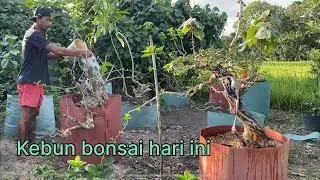 Permak bonsai waru merah. Kebun Bonsai Jadi Tempat Healing 