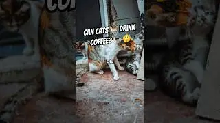 Can Cats Have Caffeine? ☕🚫 #catfacts