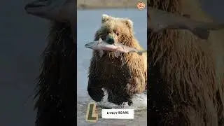 ABC Snow Animals Song - #singing & #learning #abcd together