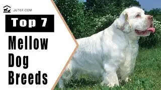 Top 7 Mellow Dog Breeds