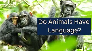 A.I. Talks with Animals