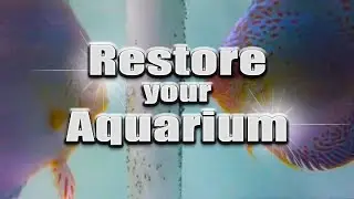 HOW TO: Restore an aquarium - remove water stains TUTORIAL
