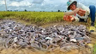 Tips for Catching Copper Snakehead Fish Effectively