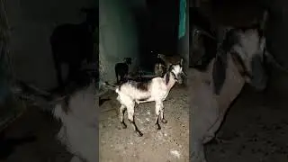 #Night Time #goat #goatfarm #shortvideo