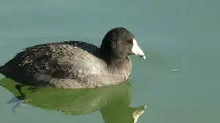 Coot Song, Bird Sound, Bird Song, Bird Chirp, Bird Chirping