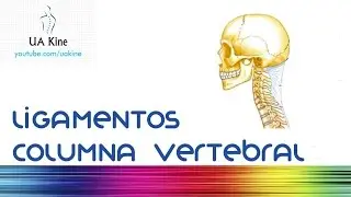 Anatomia Ligamentos Columna Vertebral