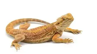101 Best Names (with Meanings) for Bearded Dragons🦎✨