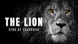 The Lion : The Pride | How Do They Live? | Animals Of Our Planet