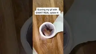 Huge *REAL* Spider Prank on girlfriend 😱🕷🤣 #shorts