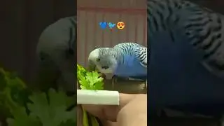&ldquo;🐤 Bhola Budgie 🐦💚 | Innocent Cute Look 🟢&rdquo; #birds #budgie #life of Little budgies