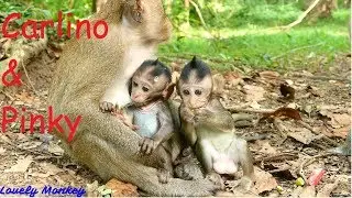Look Like twin Child Baby Monkey Pinky and Carlino | Baby Monkey Carlino Cry Drama Many Time | Why?