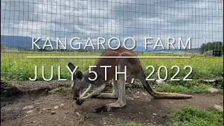 Kangaroo Farm Visit