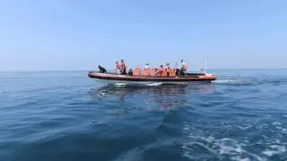 Dolphin and Cave Tour in the Algarve