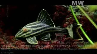 7 Types of Plecos
