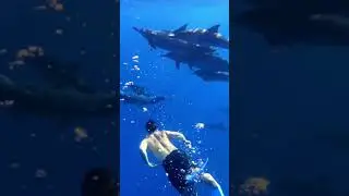 Swimming with wild dolphins in Mauritius 🐬🇲🇺 #dolphins #mauritius
