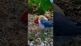 Brazilian Cardinal | Red-Crested Cardinal feeding in Bird Aviary #birds #bird
