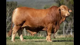 Droughtmaster National Sale 2025 - lot 70 - Garthowen Flint 3