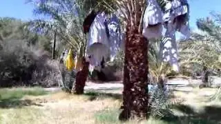 China Farm Date Ranch: The Palms