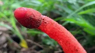 Fungi close-up