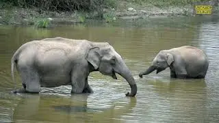 Rare Sighting of Elephant calf drinking water| unique way | Wild Karnataka #elephant #wildlife