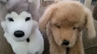 Unboxing an ADORABLE Oakley the Golden Retriever by Douglas - Meet Maddie