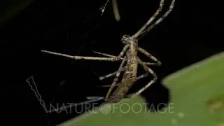 Deinopis subrufa - Rufous net-casting spider / ogre faced spider (1 of 8) This sequence of clips ...