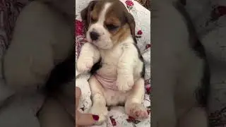 Beagle Price In India 2025 | Beagle Price and Monthly Expenses | Beagle #shortsfeed #beagleprice