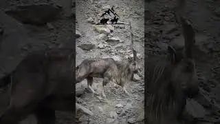 Astore Markhor Spotted - Wild Hunting #gilgitbaltistanadventure #markhor #hunting