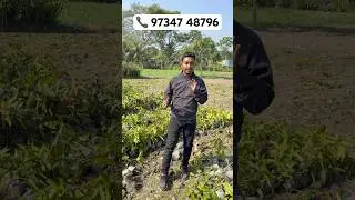 Miyazaki Mango Farming In India | Foreign Varieties Mango Plant Available Here | Basundhara Nursery
