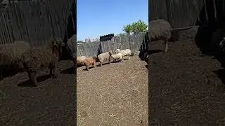привёз овец