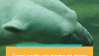 Species Spotlight: World Oceans Day