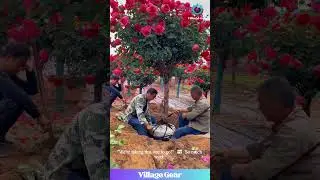I Want to Order a GIANT Rose Tree on Amazon Prime NOW! 😂 This is My Dream Garden Delivery! #rose
