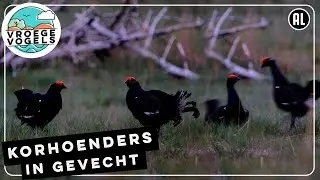 Korhoenders op de Sallandse heuvelrug  | Zelf Geschoten | Vroege Vogels