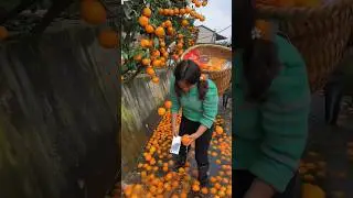 Orange fruit harvesting from farmers with beautiful natural orange garden #farming #orange