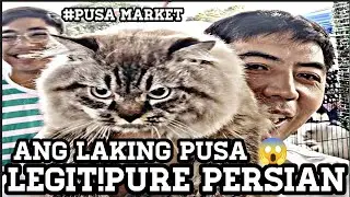 #Grotto#Pusa Market#Ang Laking Pusa Ni Boss Raven Legit Pure Persian Bigbone Wow!😍😱👍