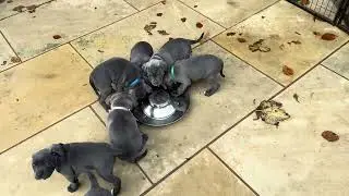 Feeding a litter of 6 week old blue Staffordshire bull terrier puppies