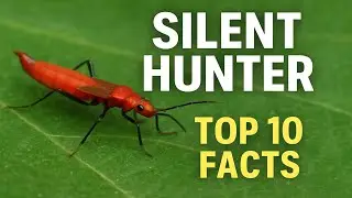 Top 10 Facts About the Silent Rove Beetle That Hunts Without a Sting.