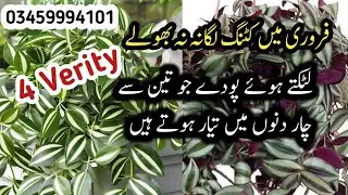 How To Grow Permanent Hanging Plants From Cutting In February/Fast Growing Plants/Hanging Plants 