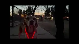 putting on and taking off the lightactive dogvest