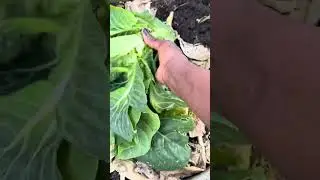 Planting a fresh tomato 🍅 is the best way to start growing tomatoes